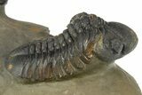 Two Detailed Reedops Trilobite - Atchana, Morocco #283857-3